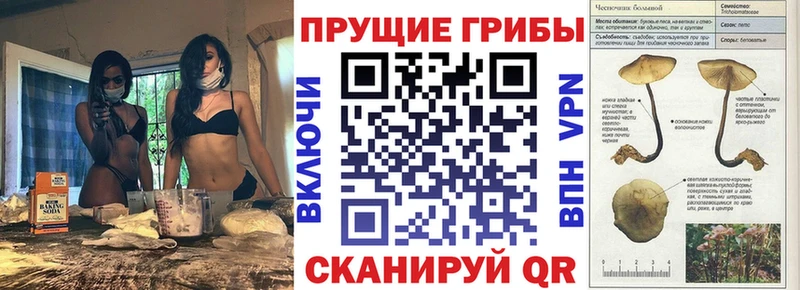 Галлюциногенные грибы Psilocybine cubensis  Верхоянск 